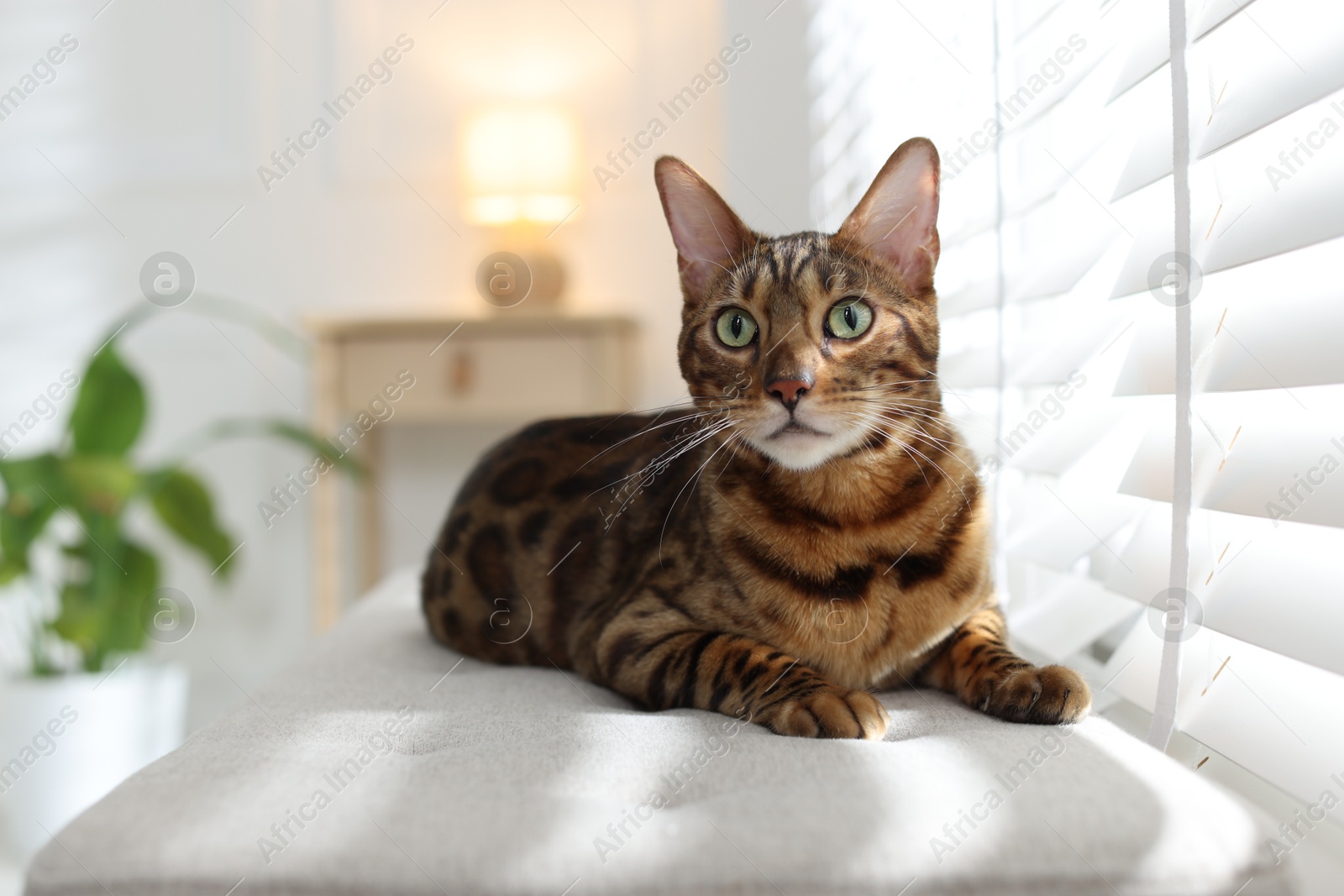 Cute Bengal cat on bench near window at home, space for text. Adorable pet Photo of Cute Bengal cat on bench near window at home, space for text. Adorable pet
