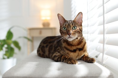 Photo of Cute Bengal cat on bench near window at home, space for text. Adorable pet