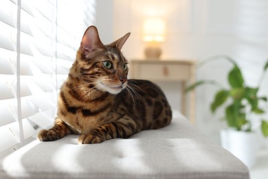 Photo of Cute Bengal cat on bench near window at home, space for text. Adorable pet