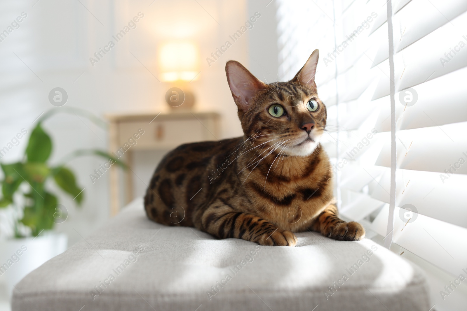 Cute Bengal cat on bench near window at home, space for text. Adorable pet Photo of Cute Bengal cat on bench near window at home, space for text. Adorable pet