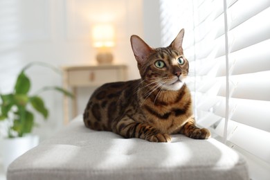 Photo of Cute Bengal cat on bench near window at home, space for text. Adorable pet