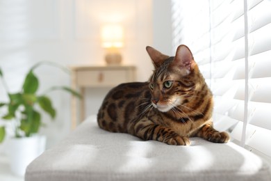 Photo of Cute Bengal cat on bench near window at home, space for text. Adorable pet