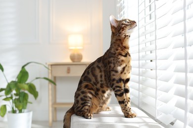 Photo of Cute Bengal cat on bench near window at home. Adorable pet
