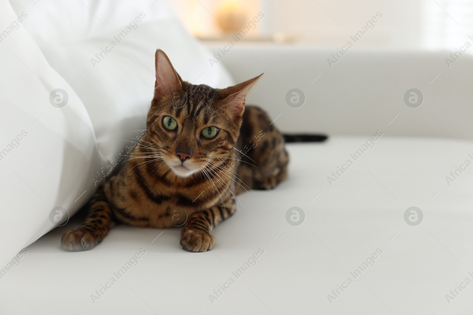 Cute Bengal cat on sofa at home, space for text. Adorable pet Photo of Cute Bengal cat on sofa at home, space for text. Adorable pet