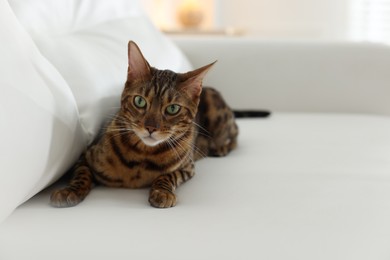 Photo of Cute Bengal cat on sofa at home, space for text. Adorable pet