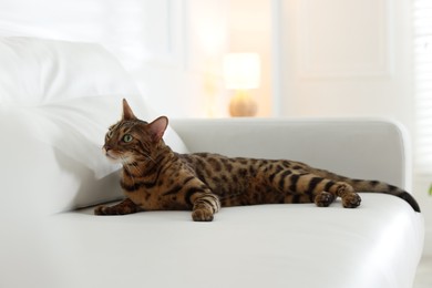 Photo of Cute Bengal cat on sofa at home. Adorable pet