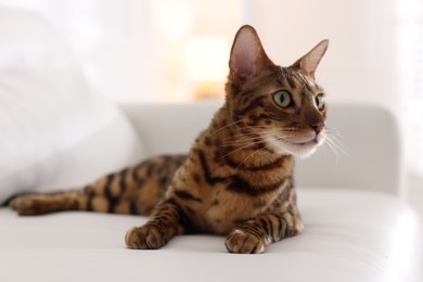Photo of Cute Bengal cat on sofa at home. Adorable pet