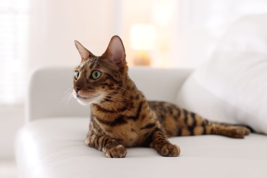 Photo of Cute Bengal cat on sofa at home. Adorable pet