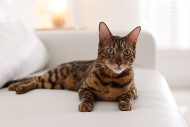 Photo of Cute Bengal cat on sofa at home. Adorable pet