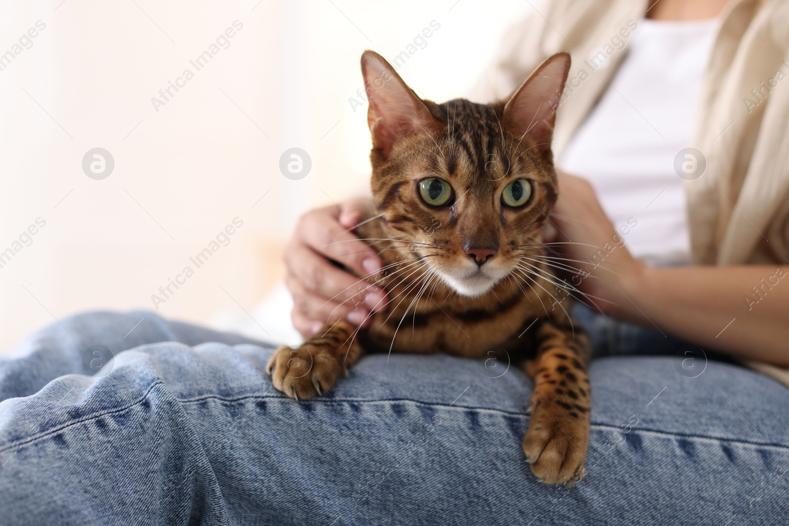 Woman with cute Bengal cat at home, closeup. Adorable pet Photo of Woman with cute Bengal cat at home, closeup. Adorable pet