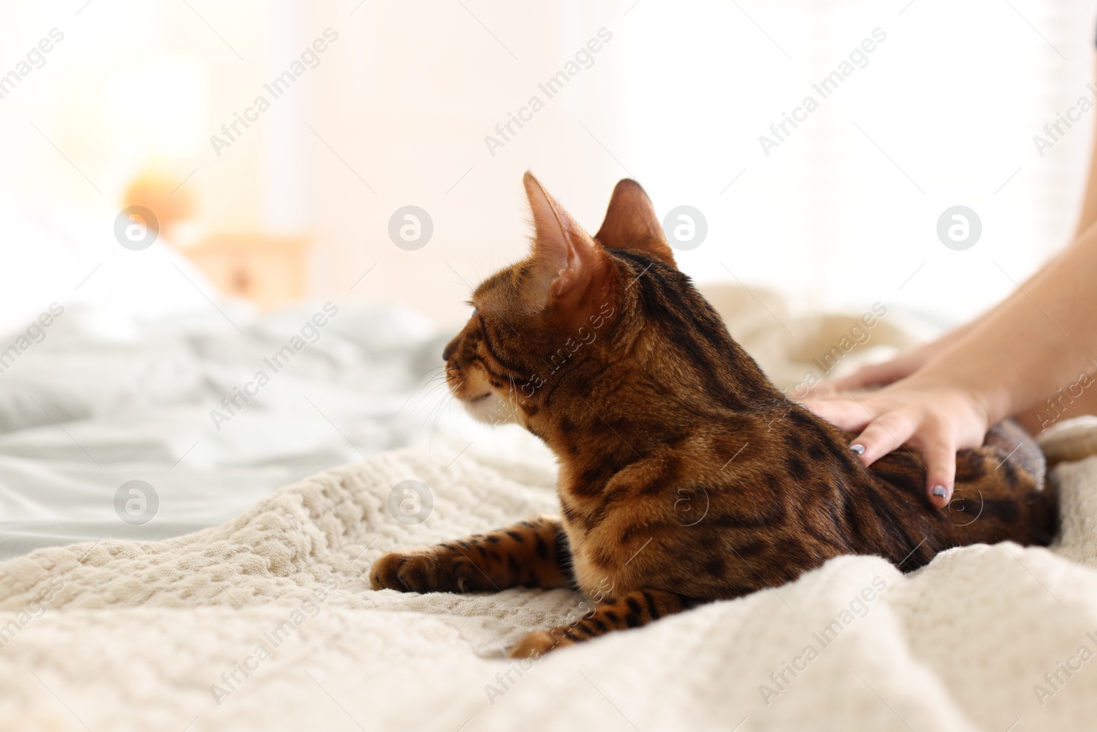 Woman with cute Bengal cat on bed at home, closeup. Adorable pet Photo of Woman with cute Bengal cat on bed at home, closeup. Adorable pet