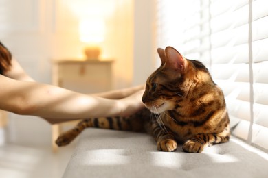 Photo of Woman stroking her cute Bengal cat near window at home, closeup. Adorable pet