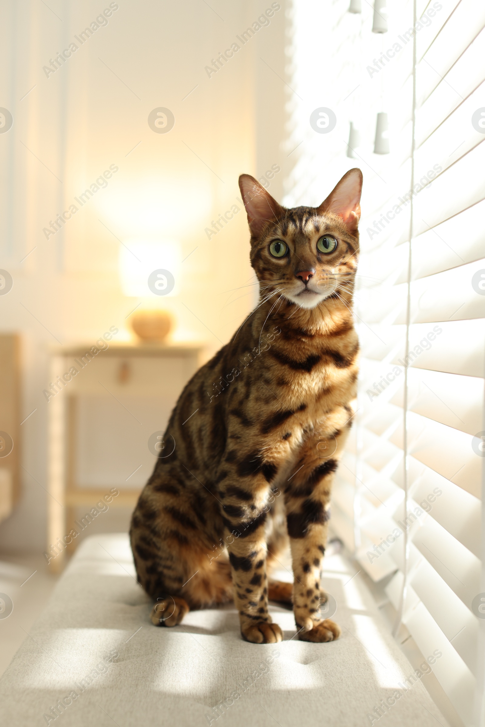 Cute Bengal cat on bench near window at home. Adorable pet Photo of Cute Bengal cat on bench near window at home. Adorable pet