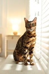 Photo of Cute Bengal cat on bench near window at home. Adorable pet