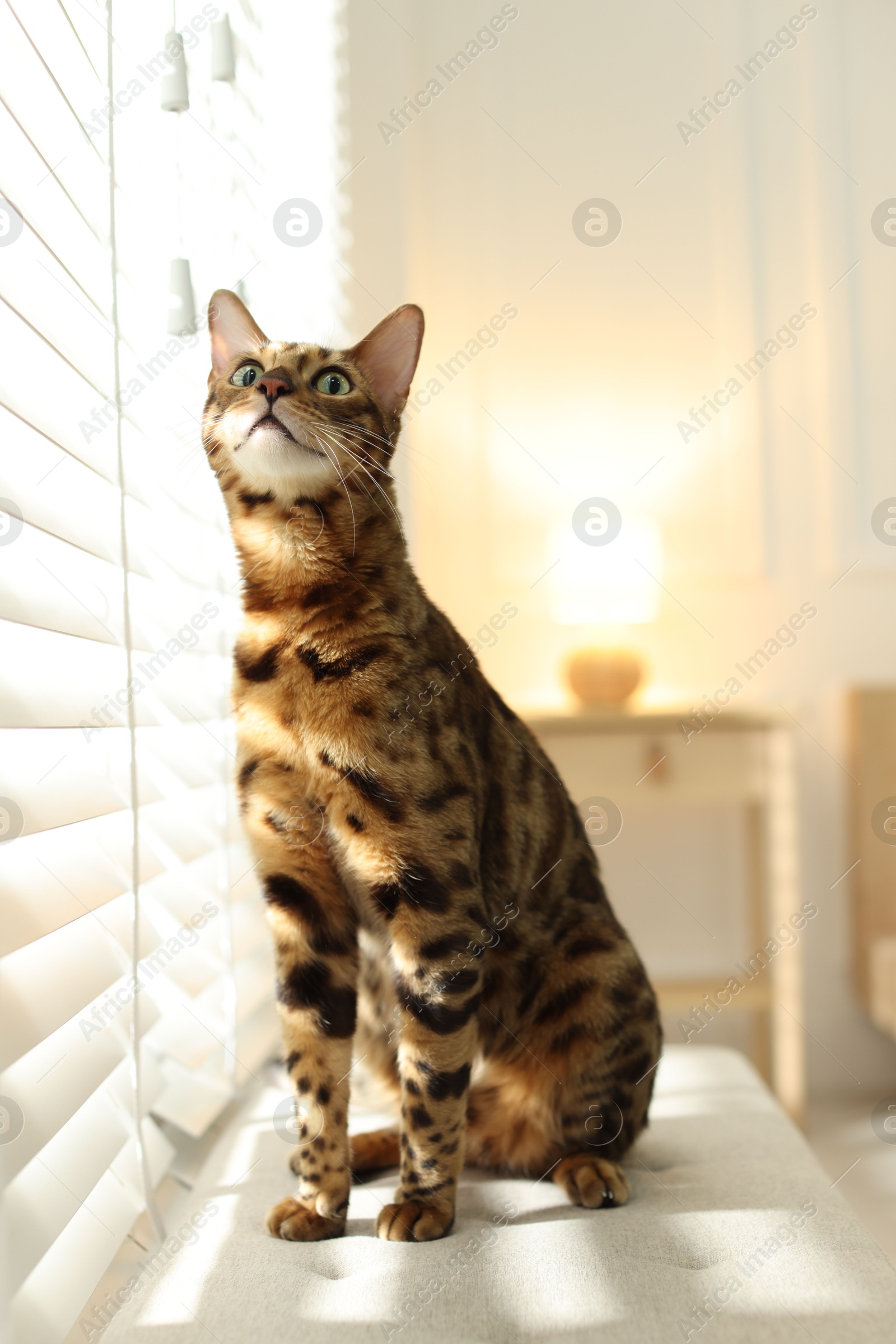 Cute Bengal cat on bench near window at home. Adorable pet Photo of Cute Bengal cat on bench near window at home. Adorable pet