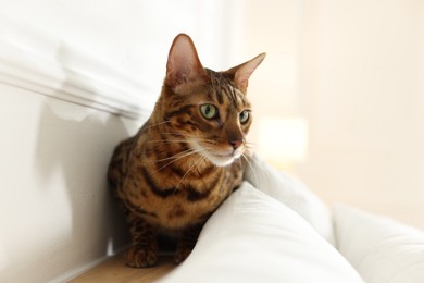 Photo of Cute Bengal cat on bed at home. Adorable pet