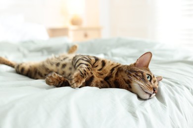 Photo of Cute Bengal cat on bed at home. Adorable pet