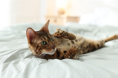 Photo of Cute Bengal cat on bed at home. Adorable pet