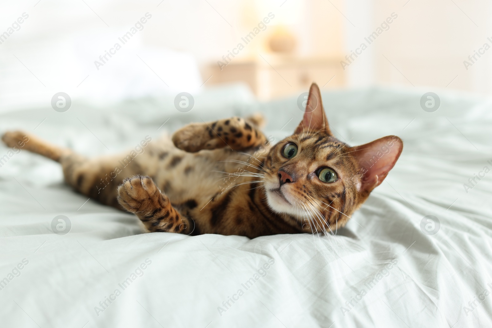 Cute Bengal cat on bed at home. Adorable pet Photo of Cute Bengal cat on bed at home. Adorable pet