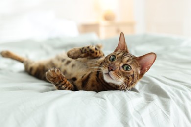 Photo of Cute Bengal cat on bed at home. Adorable pet