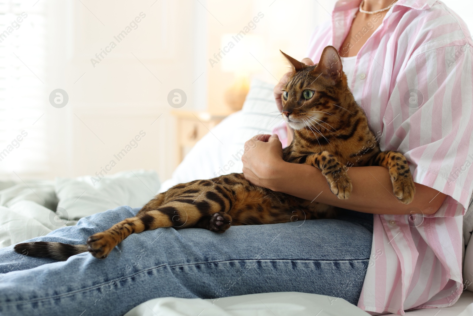 Woman with cute Bengal cat on bed at home, closeup. Adorable pet Photo of Woman with cute Bengal cat on bed at home, closeup. Adorable pet