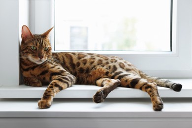Photo of Cute Bengal cat on window sill at home. Adorable pet