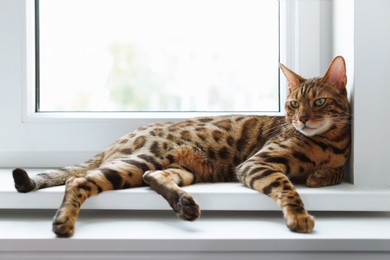 Photo of Cute Bengal cat on window sill at home. Adorable pet