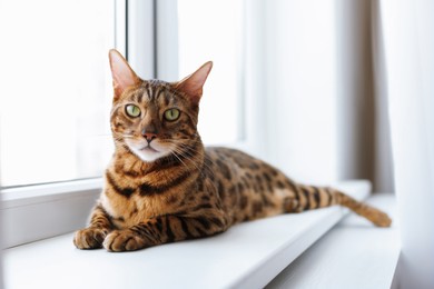 Photo of Cute Bengal cat on window sill at home. Adorable pet