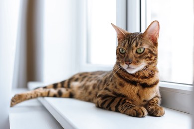 Photo of Cute Bengal cat on window sill at home. Adorable pet
