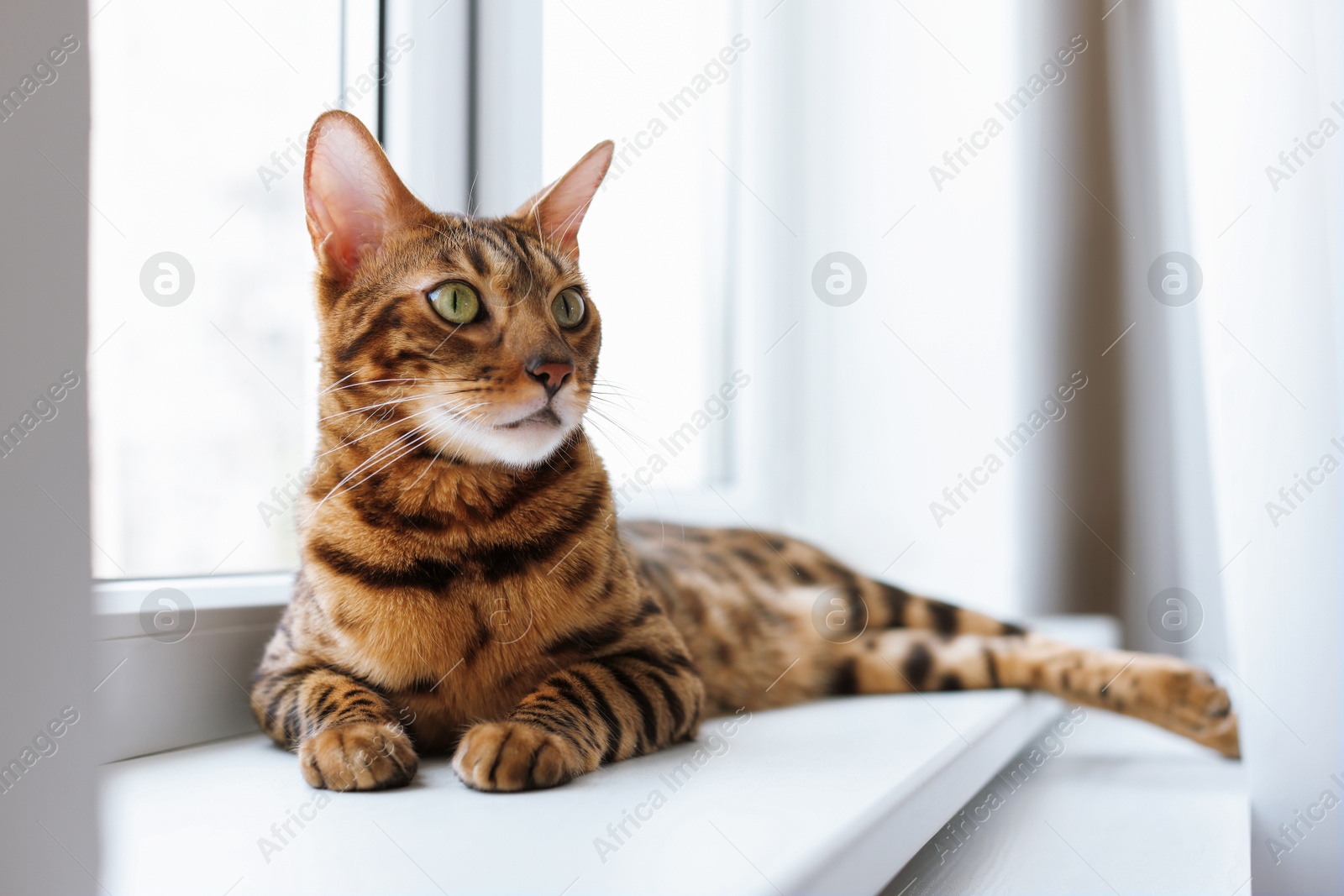 Cute Bengal cat on window sill at home. Adorable pet Photo of Cute Bengal cat on window sill at home. Adorable pet