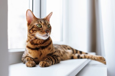 Photo of Cute Bengal cat on window sill at home. Adorable pet