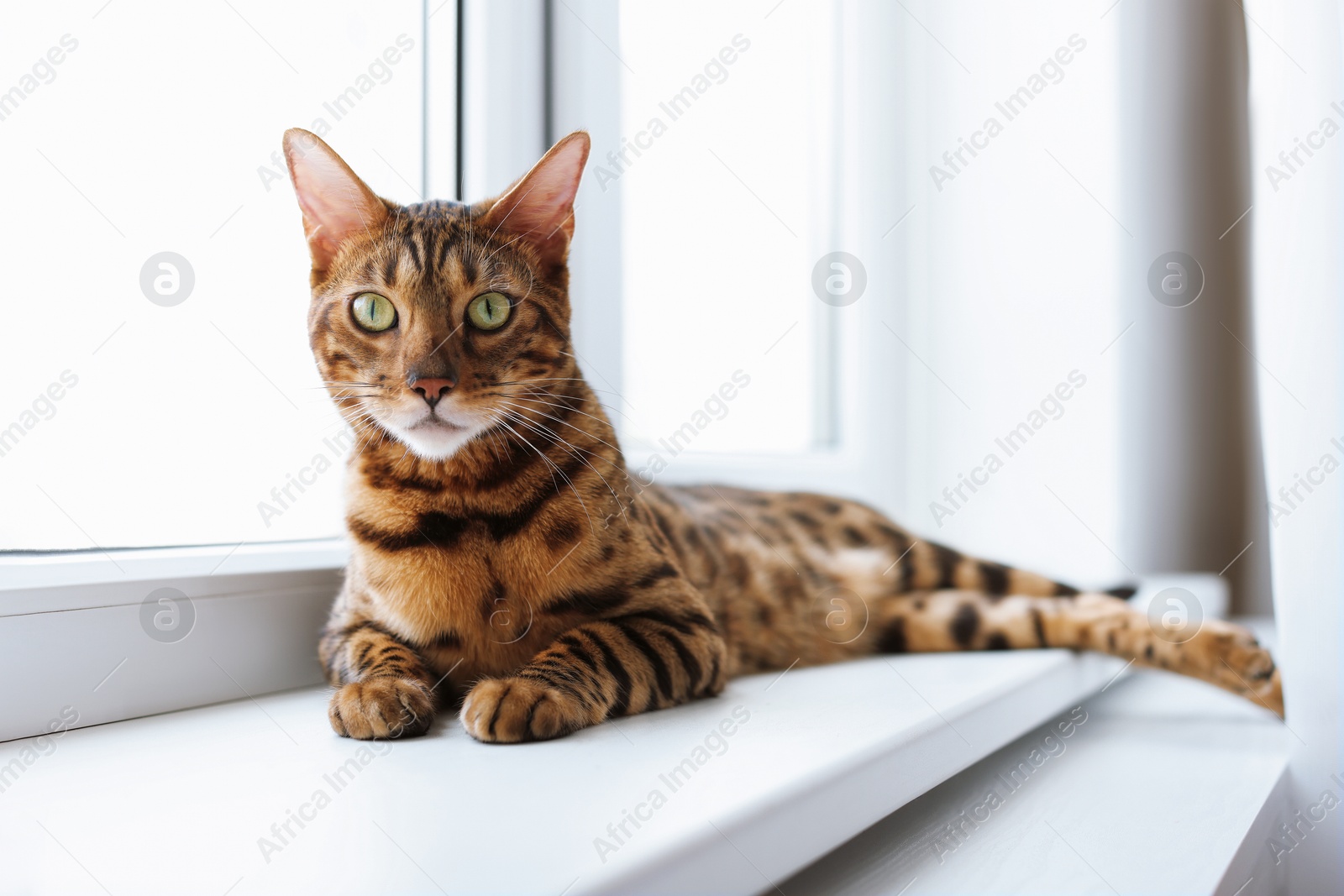 Cute Bengal cat on window sill at home. Adorable pet Photo of Cute Bengal cat on window sill at home. Adorable pet
