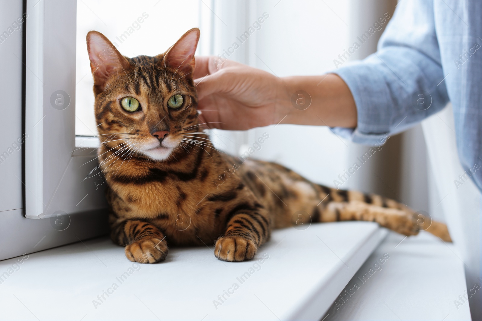 Woman stroking her cute Bengal cat near window at home, closeup. Adorable pet Photo of Woman stroking her cute Bengal cat near window at home, closeup. Adorable pet