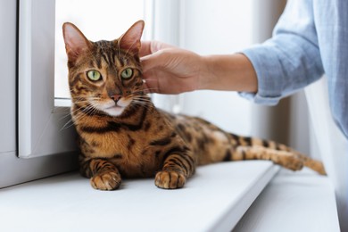 Photo of Woman stroking her cute Bengal cat near window at home, closeup. Adorable pet