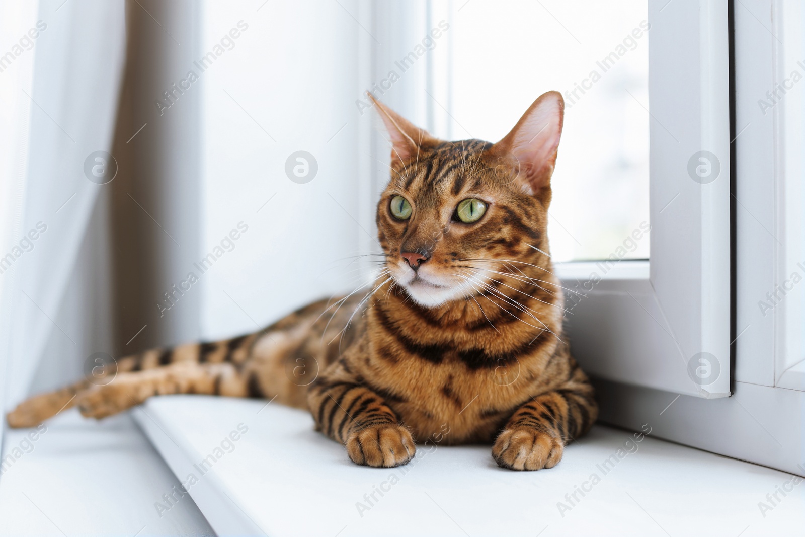 Cute Bengal cat on window sill at home. Adorable pet Photo of Cute Bengal cat on window sill at home. Adorable pet