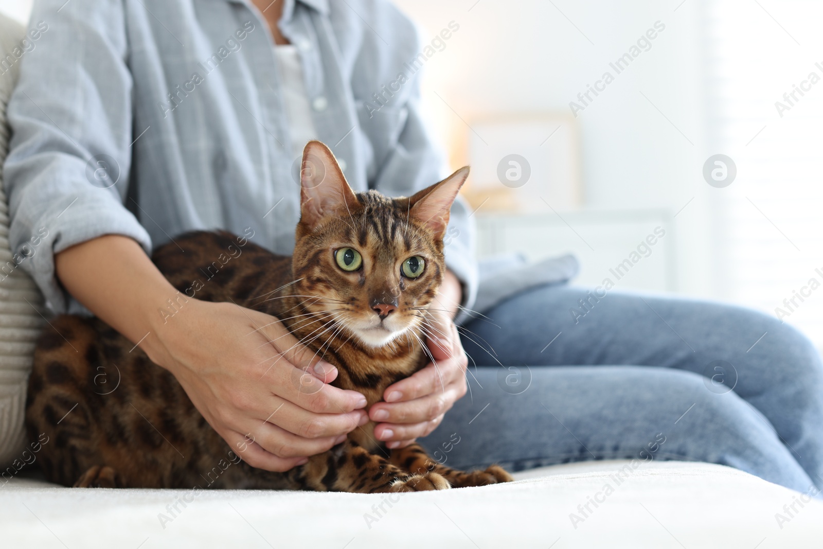 Woman with cute Bengal cat on sofa at home, closeup. Adorable pet Photo of Woman with cute Bengal cat on sofa at home, closeup. Adorable pet