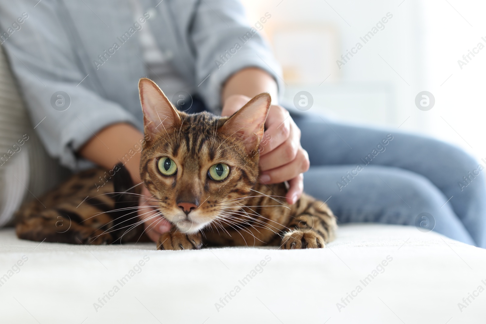 Woman with cute Bengal cat on sofa at home, closeup. Adorable pet Photo of Woman with cute Bengal cat on sofa at home, closeup. Adorable pet