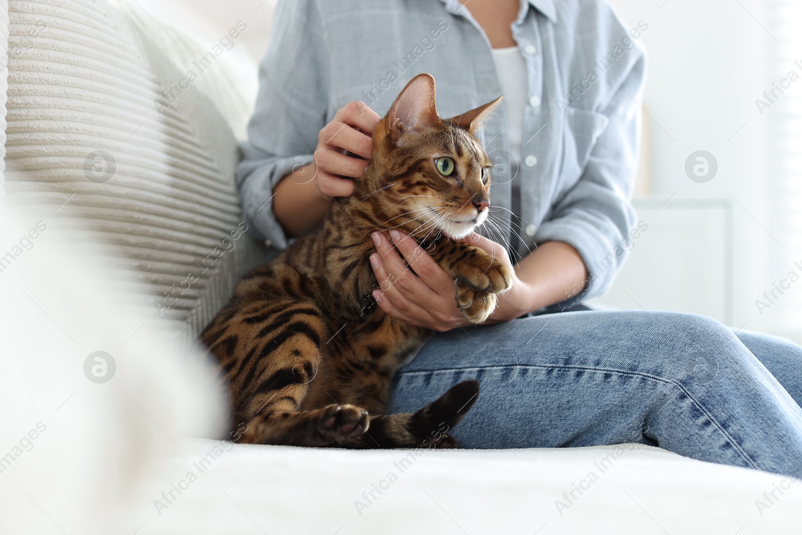 Woman with cute Bengal cat on sofa at home, closeup. Adorable pet Photo of Woman with cute Bengal cat on sofa at home, closeup. Adorable pet