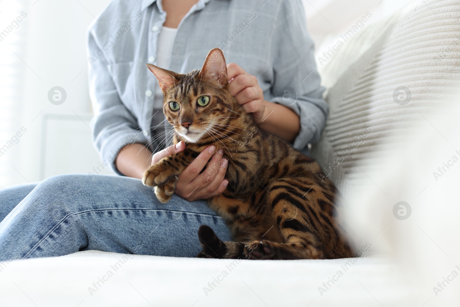 Woman with cute Bengal cat on sofa at home, closeup. Adorable pet Photo of Woman with cute Bengal cat on sofa at home, closeup. Adorable pet