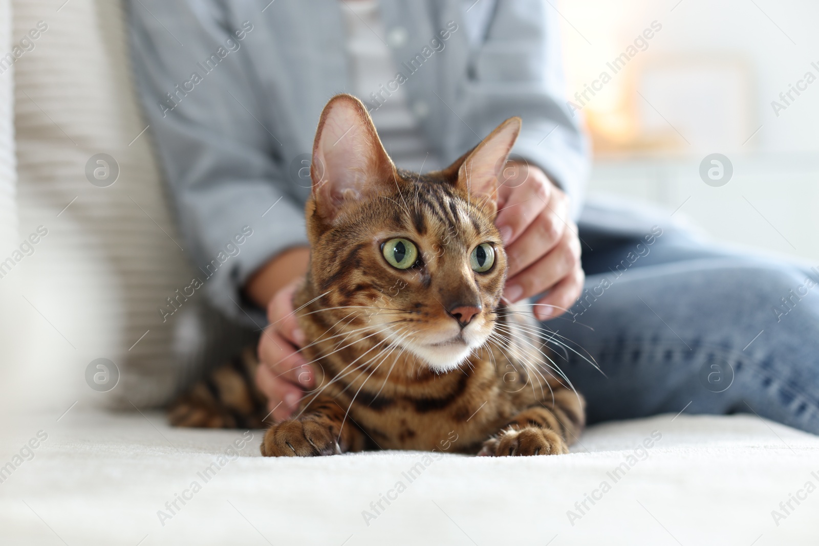 Woman with cute Bengal cat on sofa at home, closeup. Adorable pet Photo of Woman with cute Bengal cat on sofa at home, closeup. Adorable pet