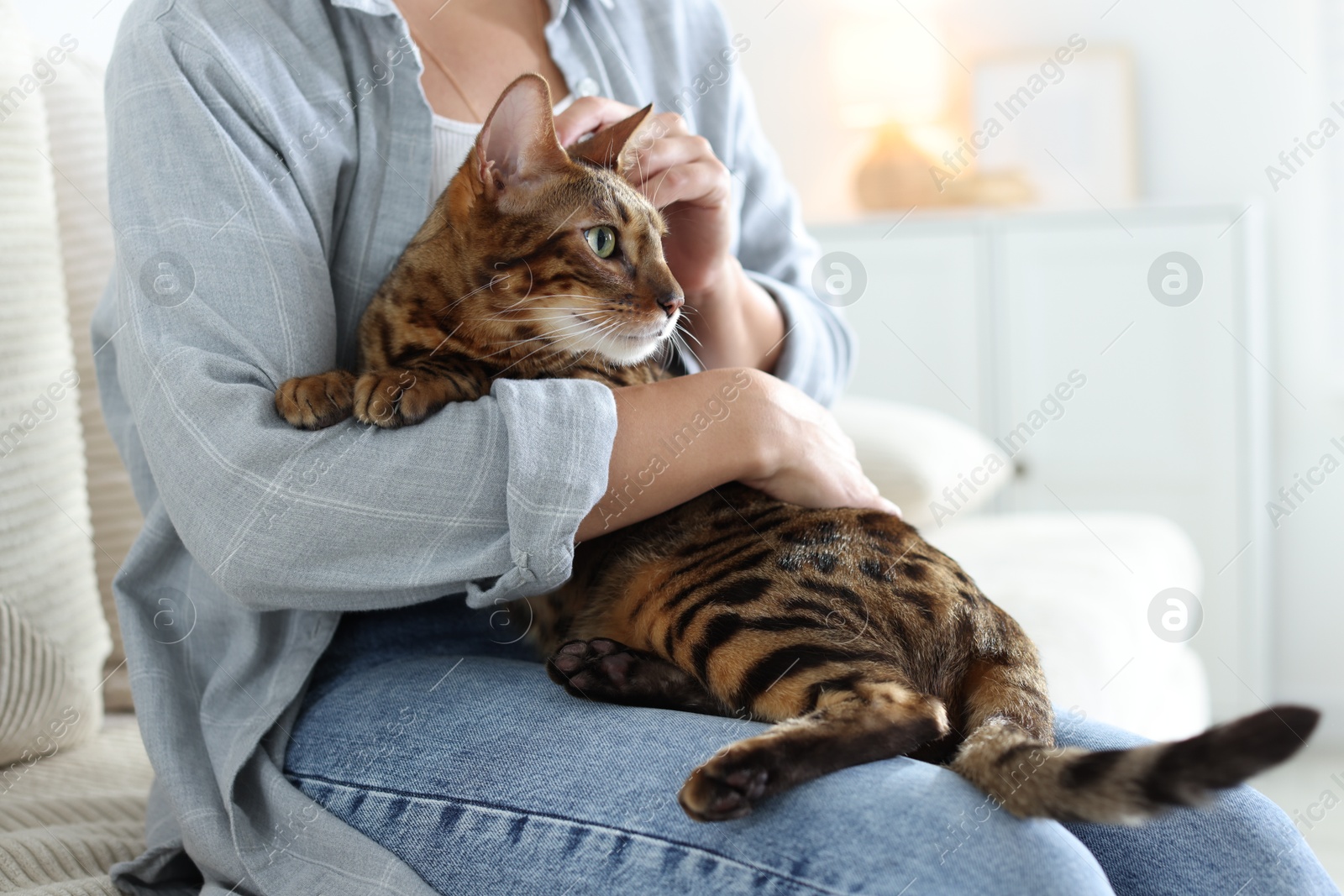 Woman with cute Bengal cat on sofa at home, closeup. Adorable pet Photo of Woman with cute Bengal cat on sofa at home, closeup. Adorable pet