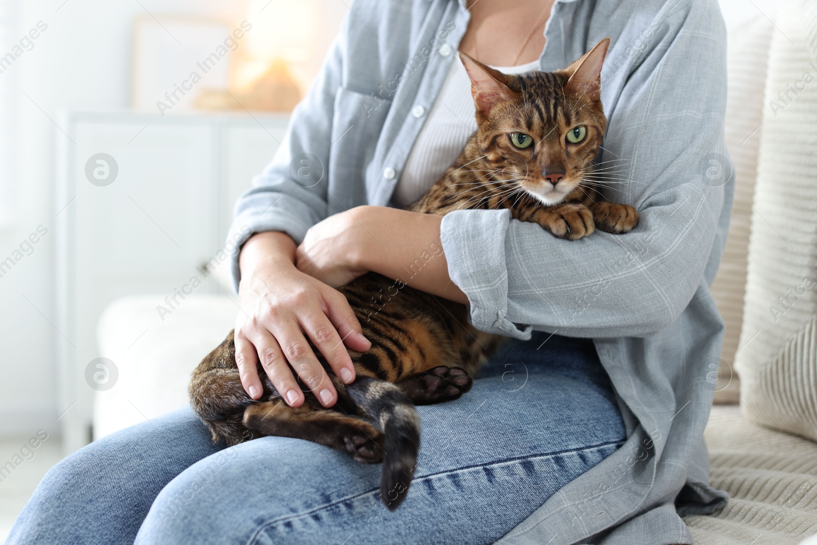Woman with cute Bengal cat on sofa at home, closeup. Adorable pet Photo of Woman with cute Bengal cat on sofa at home, closeup. Adorable pet