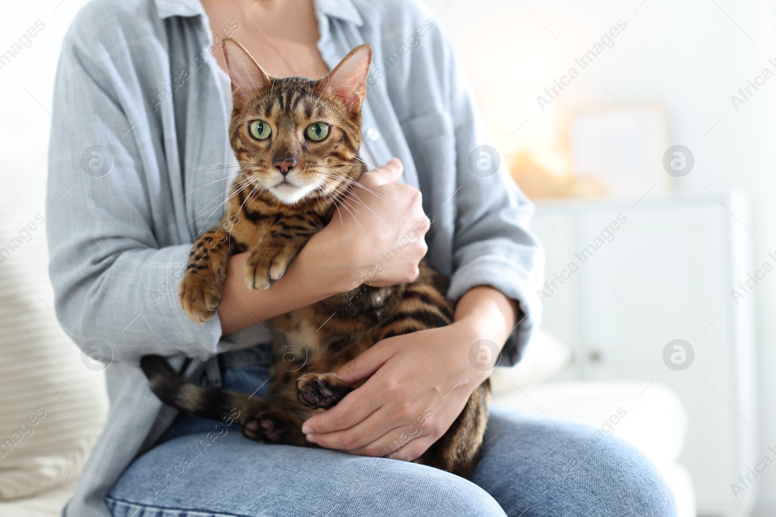 Woman with cute Bengal cat on sofa at home, closeup. Adorable pet Photo of Woman with cute Bengal cat on sofa at home, closeup. Adorable pet