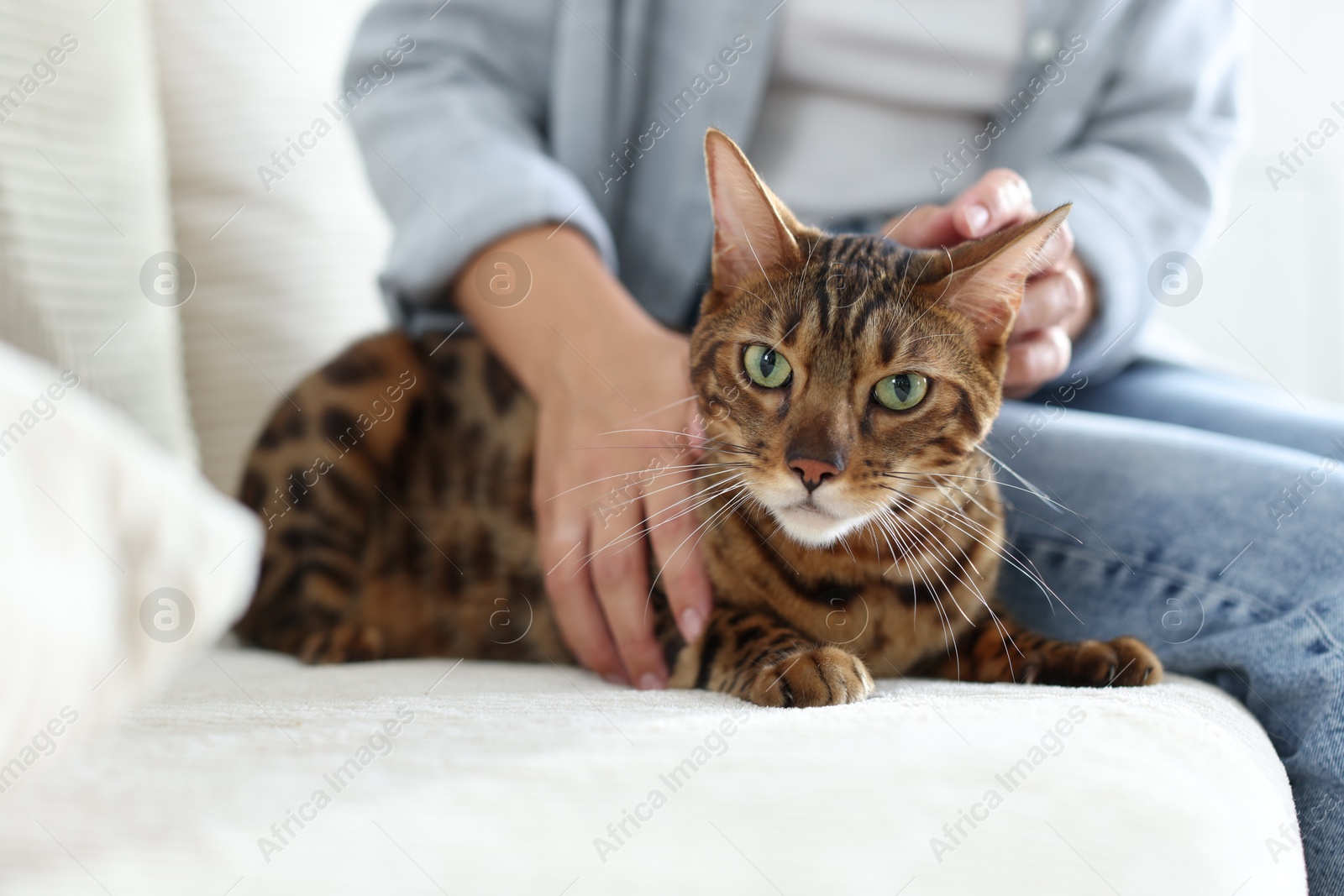 Woman with cute Bengal cat on sofa at home, closeup. Adorable pet Photo of Woman with cute Bengal cat on sofa at home, closeup. Adorable pet