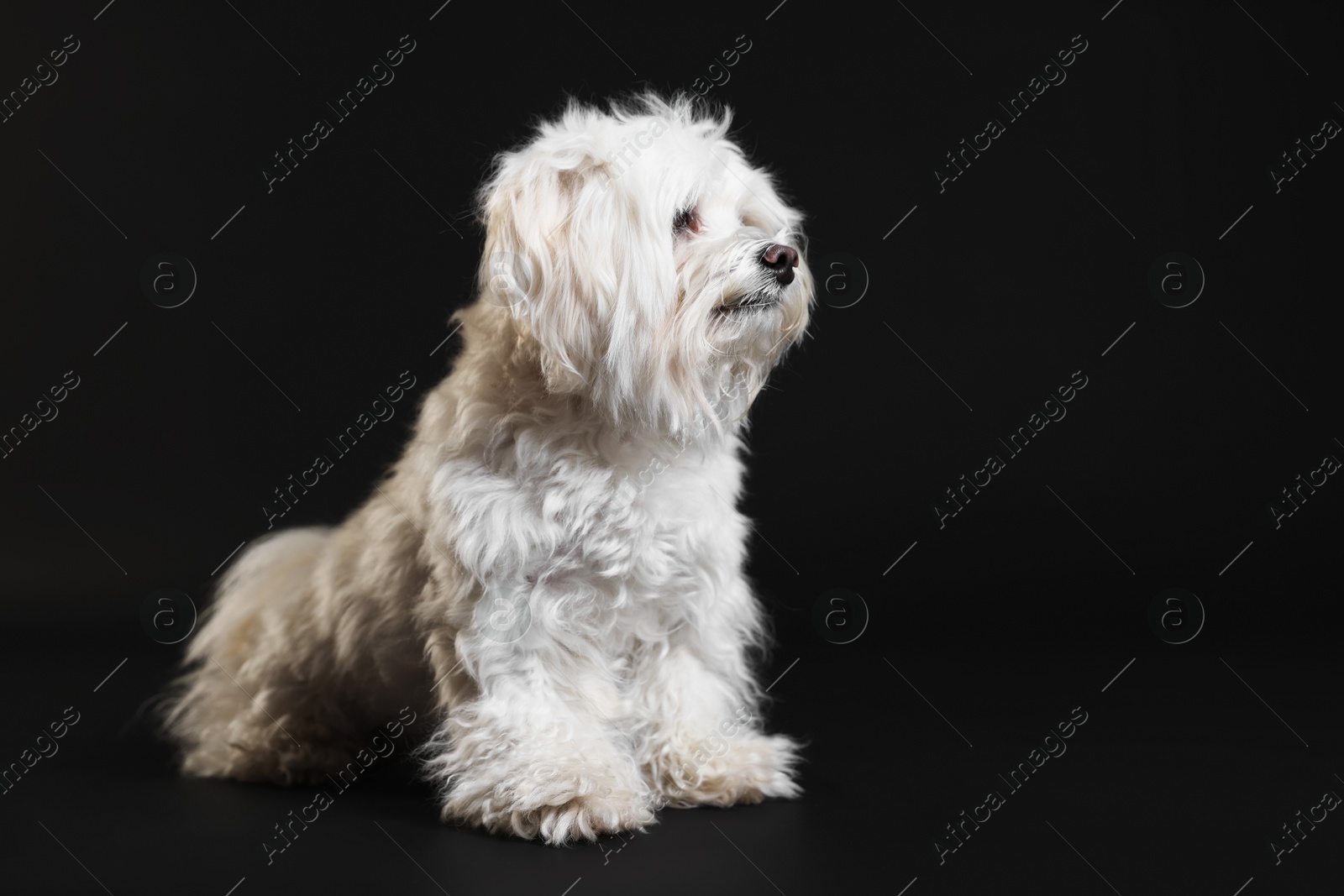 Cute white Maltese dog on black background, space for text Photo of Cute white Maltese dog on black background, space for text