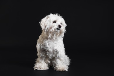 Photo of Cute white Maltese dog on black background