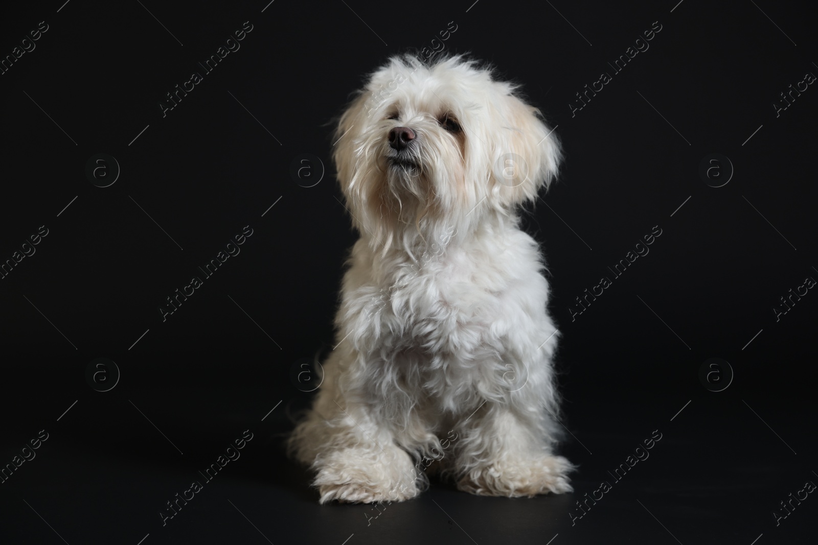 Photo of Cute white Maltese dog on black background