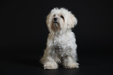 Photo of Cute white Maltese dog on black background