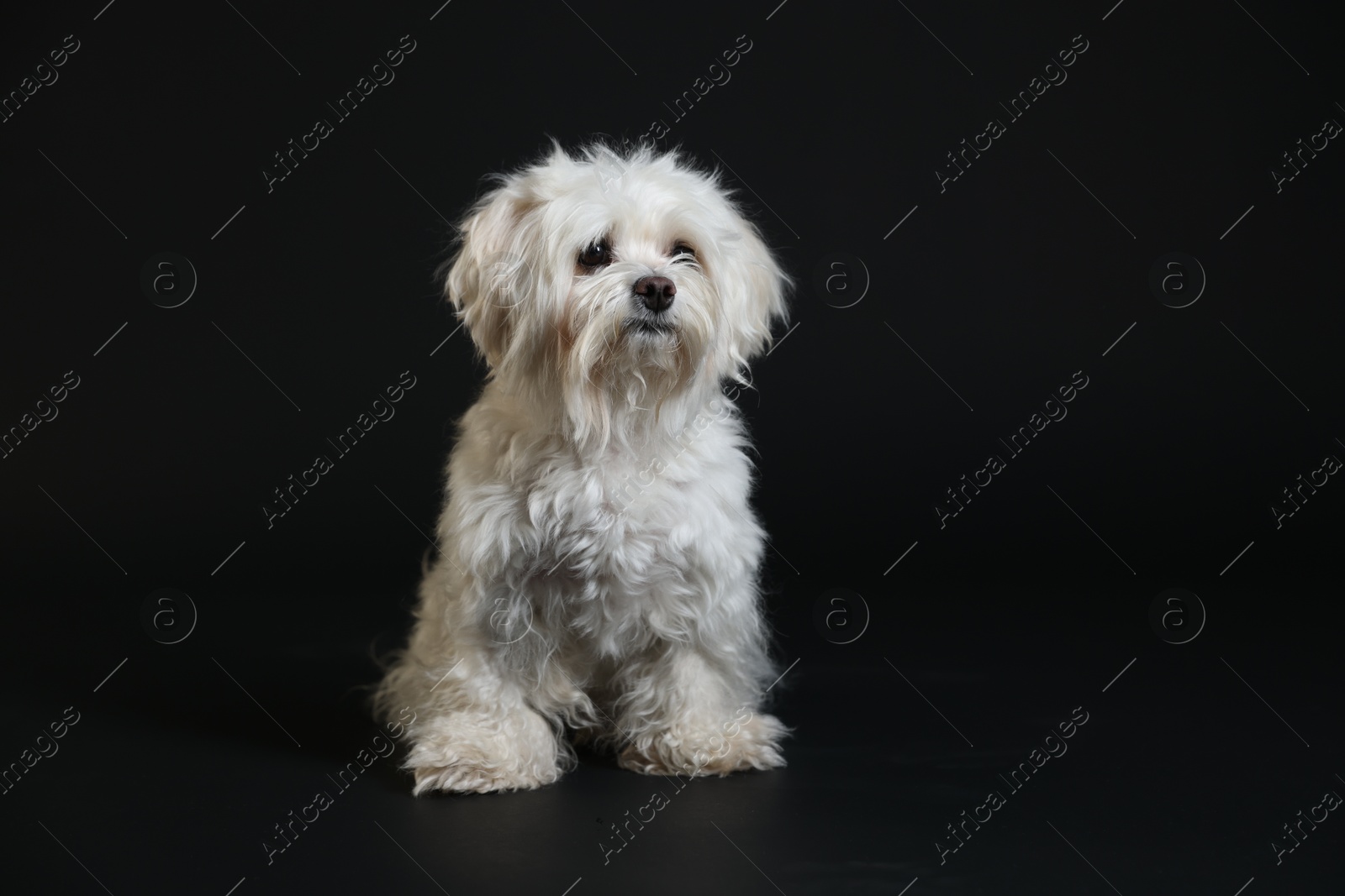 Photo of Cute white Maltese dog on black background