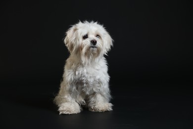 Photo of Cute white Maltese dog on black background